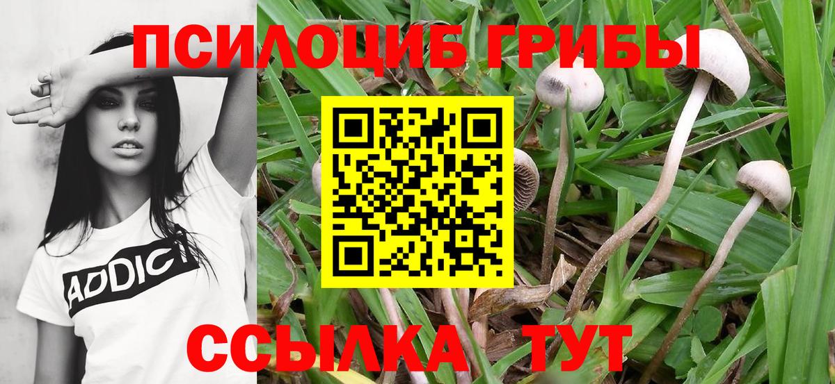 Псилоцибиновые грибы GOLDEN TEACHER Полысаево